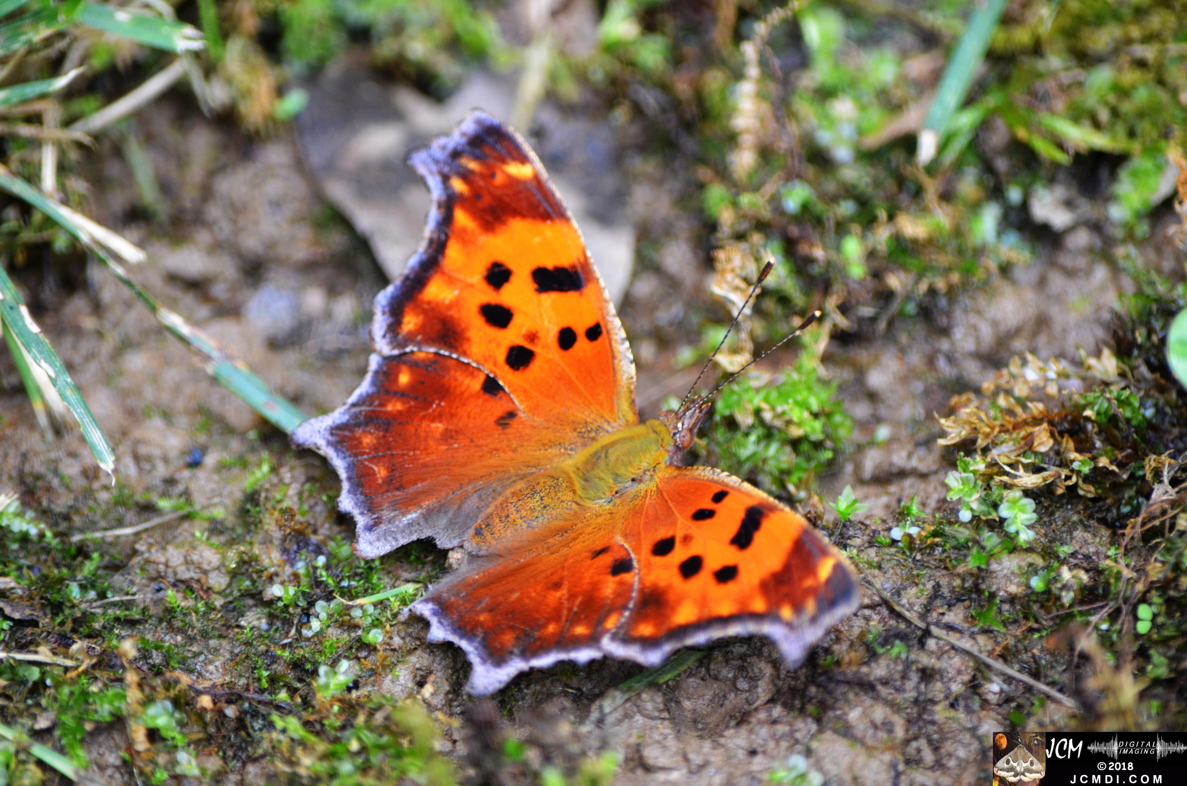 Question Mark Butterfly on mud (wings open) (Nikon D5100)